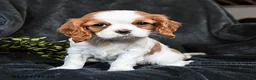 Cavalier King Charles Spaniel dogs for sale: Honey - Ad 1