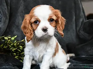 Cavalier King Charles Spaniel dogs for sale: Honey - Ad 1