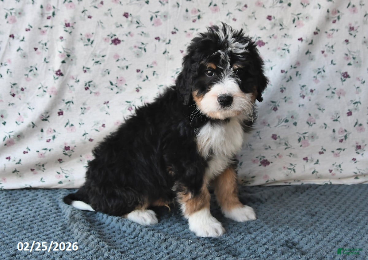 Bernedoodle dogs Gunner - Ad 2