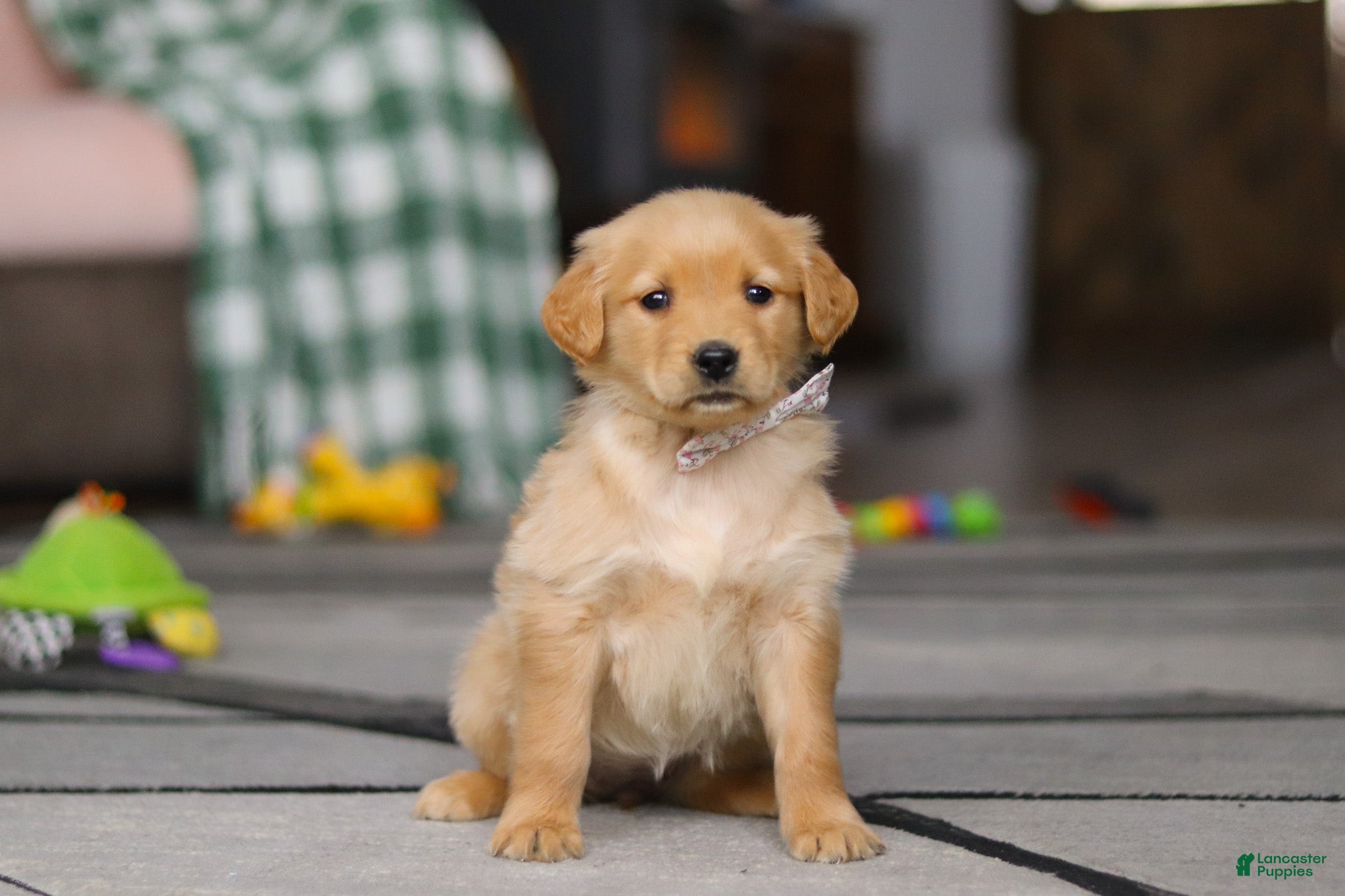 Golden Retriever dogs Cally - Ad 1