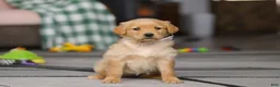Golden Retriever dogs for sale: Cally - Ad 1