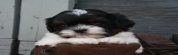 Shihpoo dogs for sale: Patrick - Ad 5