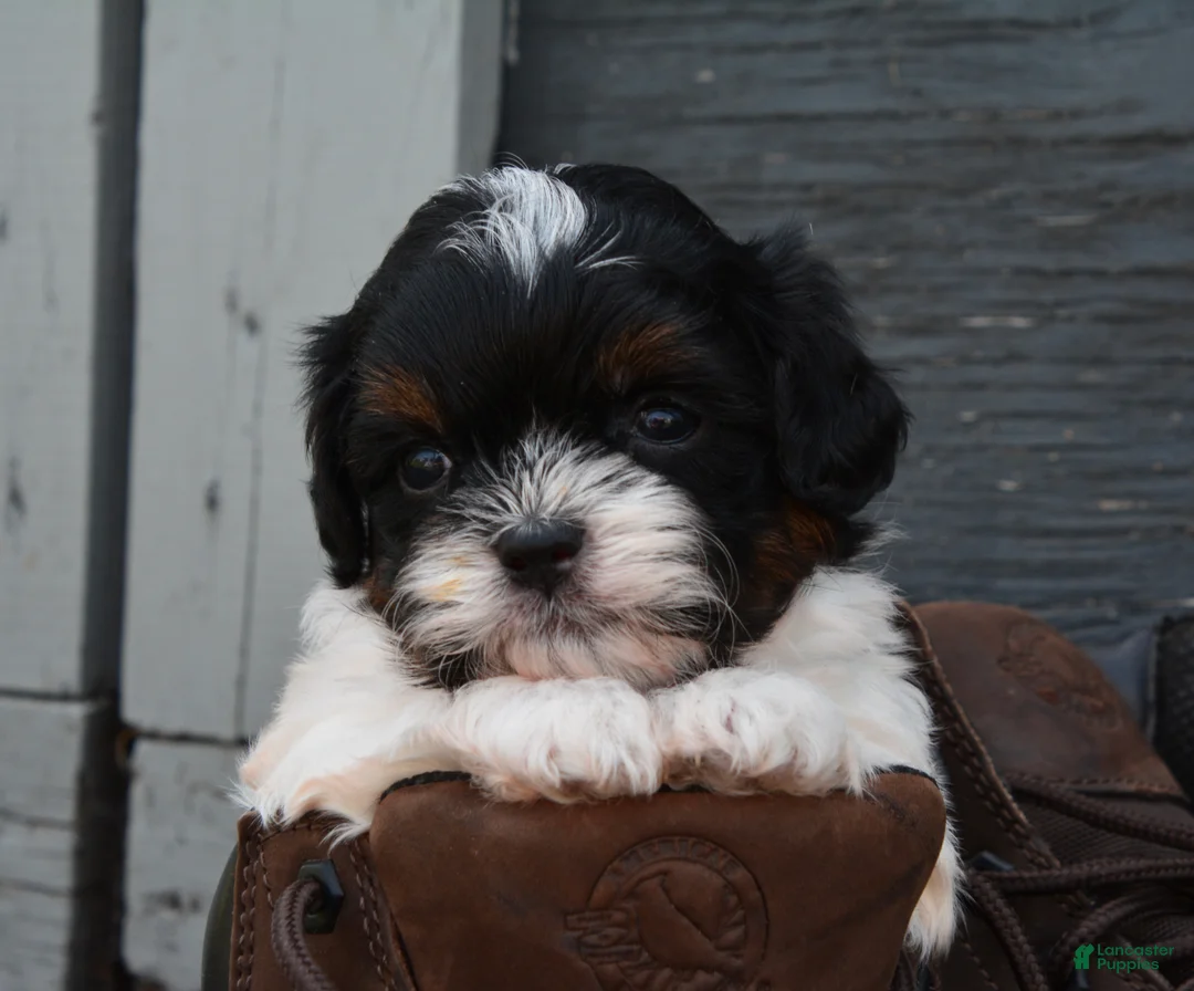 Shihpoo dogs for sale: Patrick - Ad 5