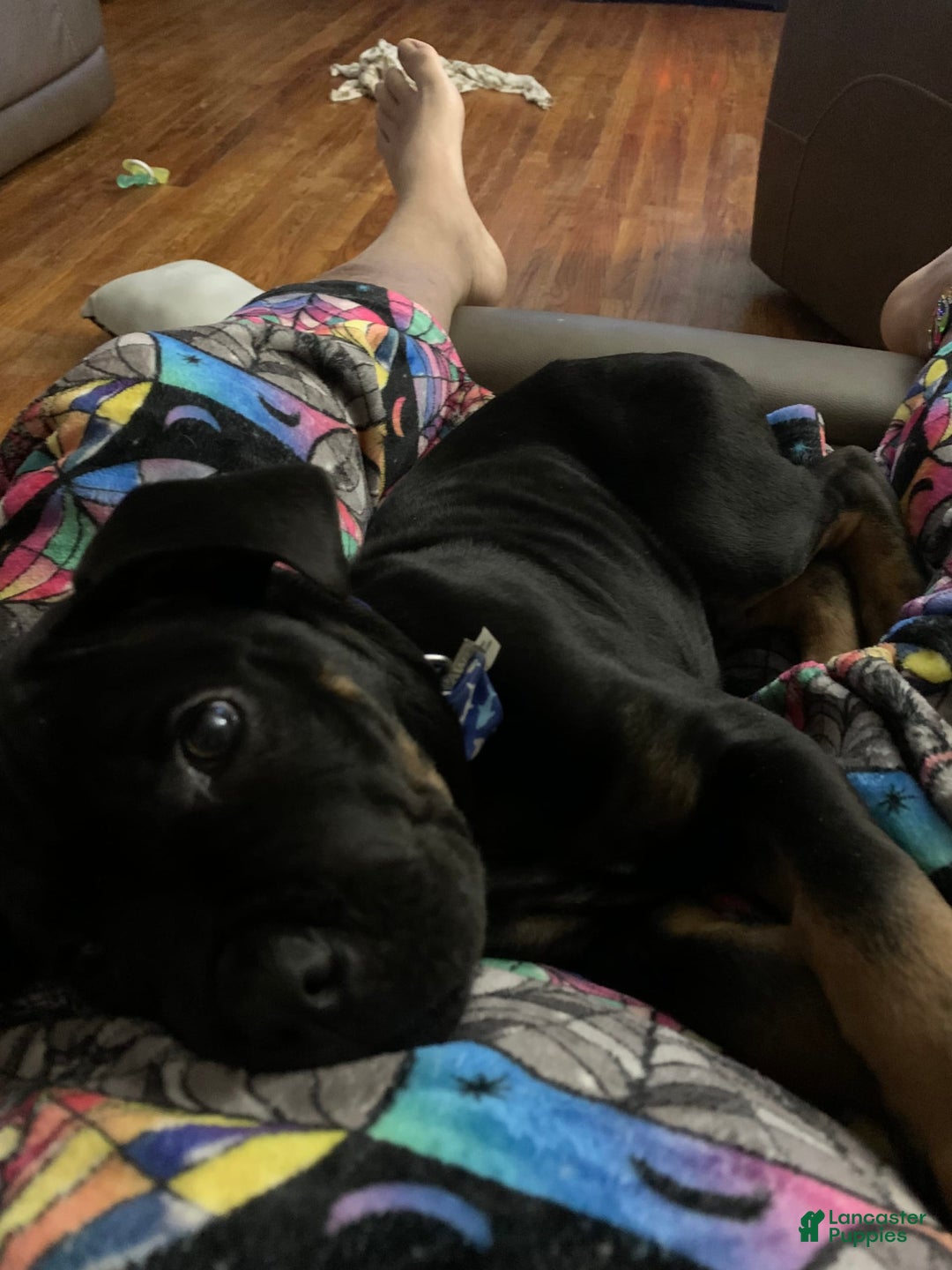 Gallery Image {{count}}