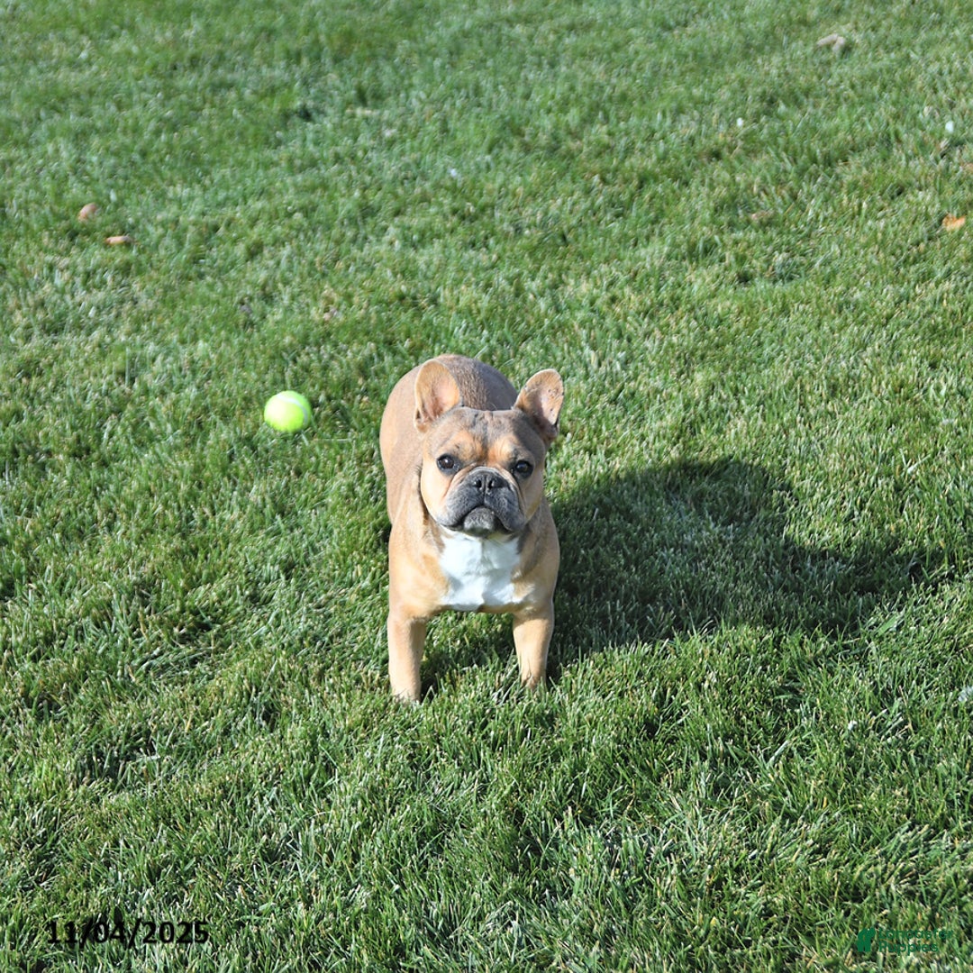 French Bulldog dogs for sale: Skye - Ad 6