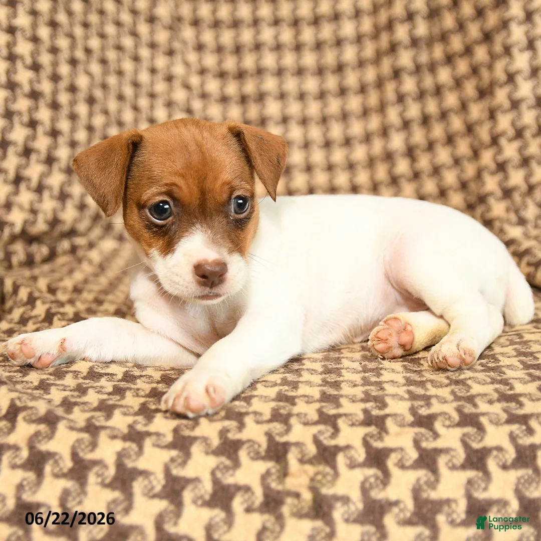 Jack Russell Terrier dogs for sale: Bubble  - Ad 3