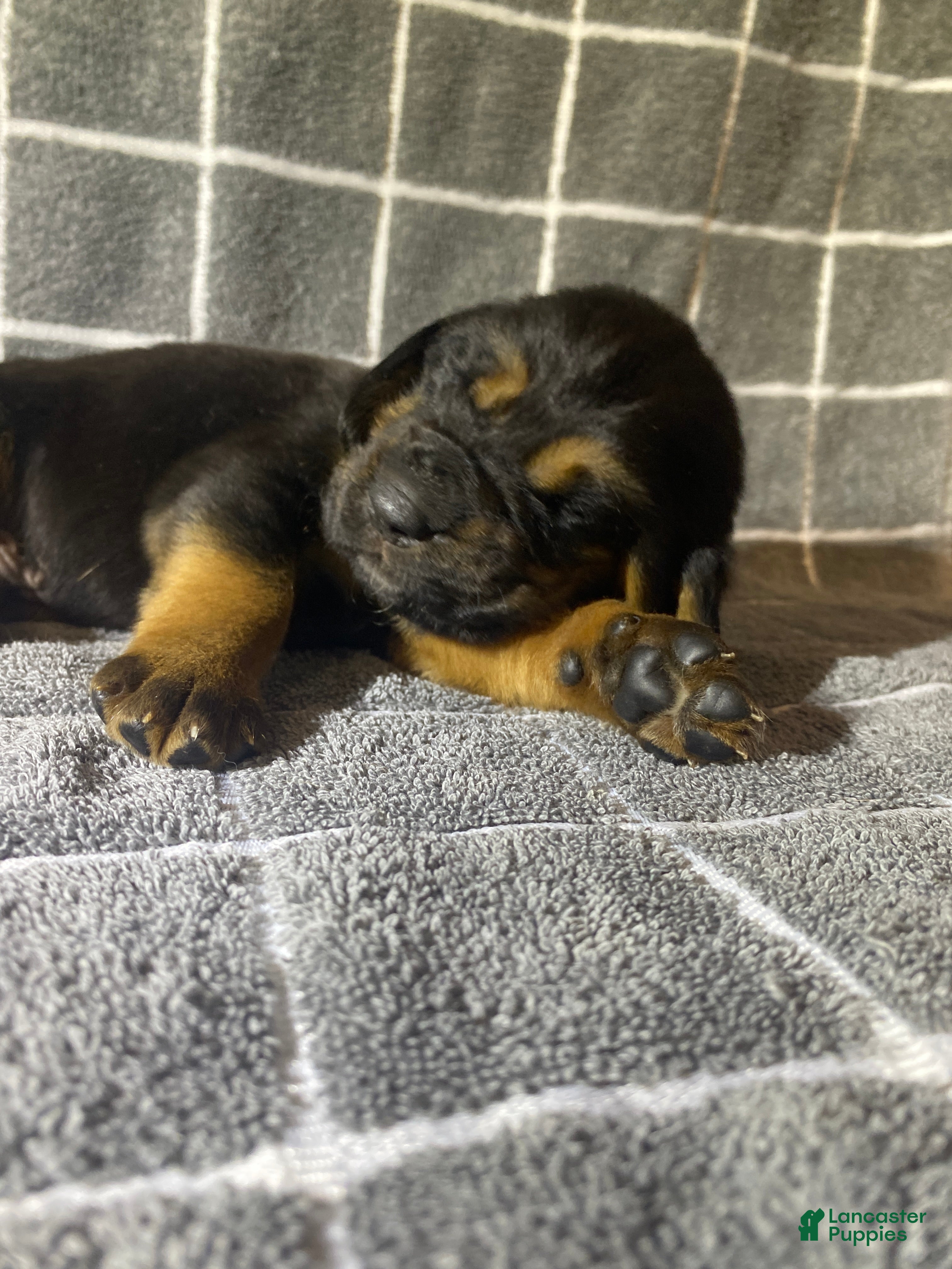 Bloodhound dogs Black Collar - Ad 5