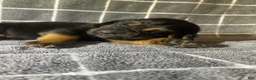 Bloodhound dogs for sale: Black Collar - Ad 1