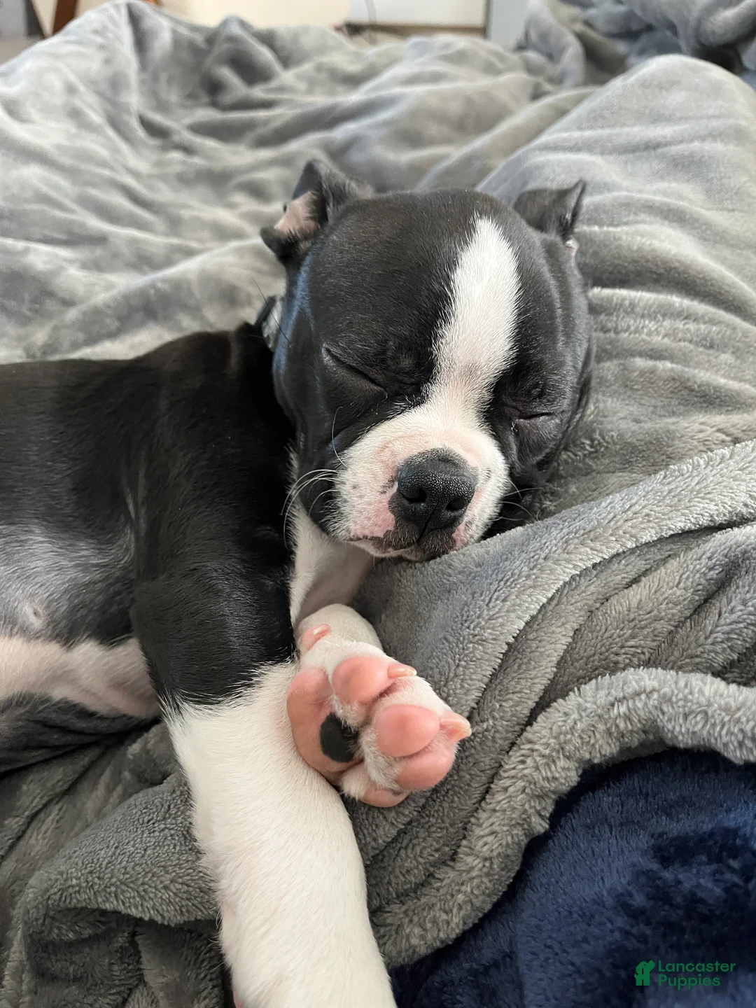 Boston Terrier dogs for sale: Boston Terrier Puppy 1 - Ad 1