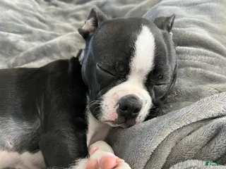 Boston Terrier dogs Boston Terrier Puppy 1 - Ad 2