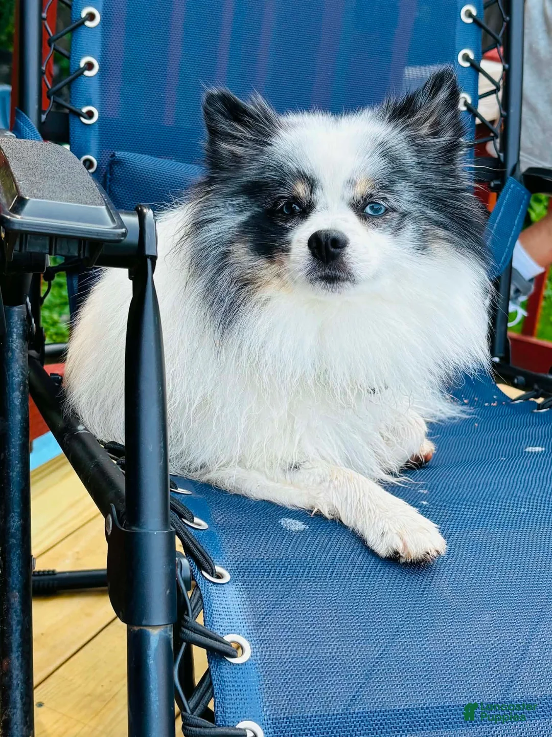 Pomeranian dogs for sale: Pomeranian 1 - Ad 4