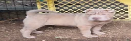 Shar Pei dogs for sale: Lyla - Ad 15