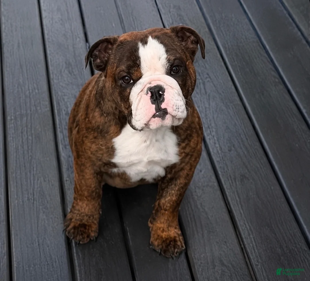 English Bulldog dogs for sale: English Bulldog 1 - Ad 2