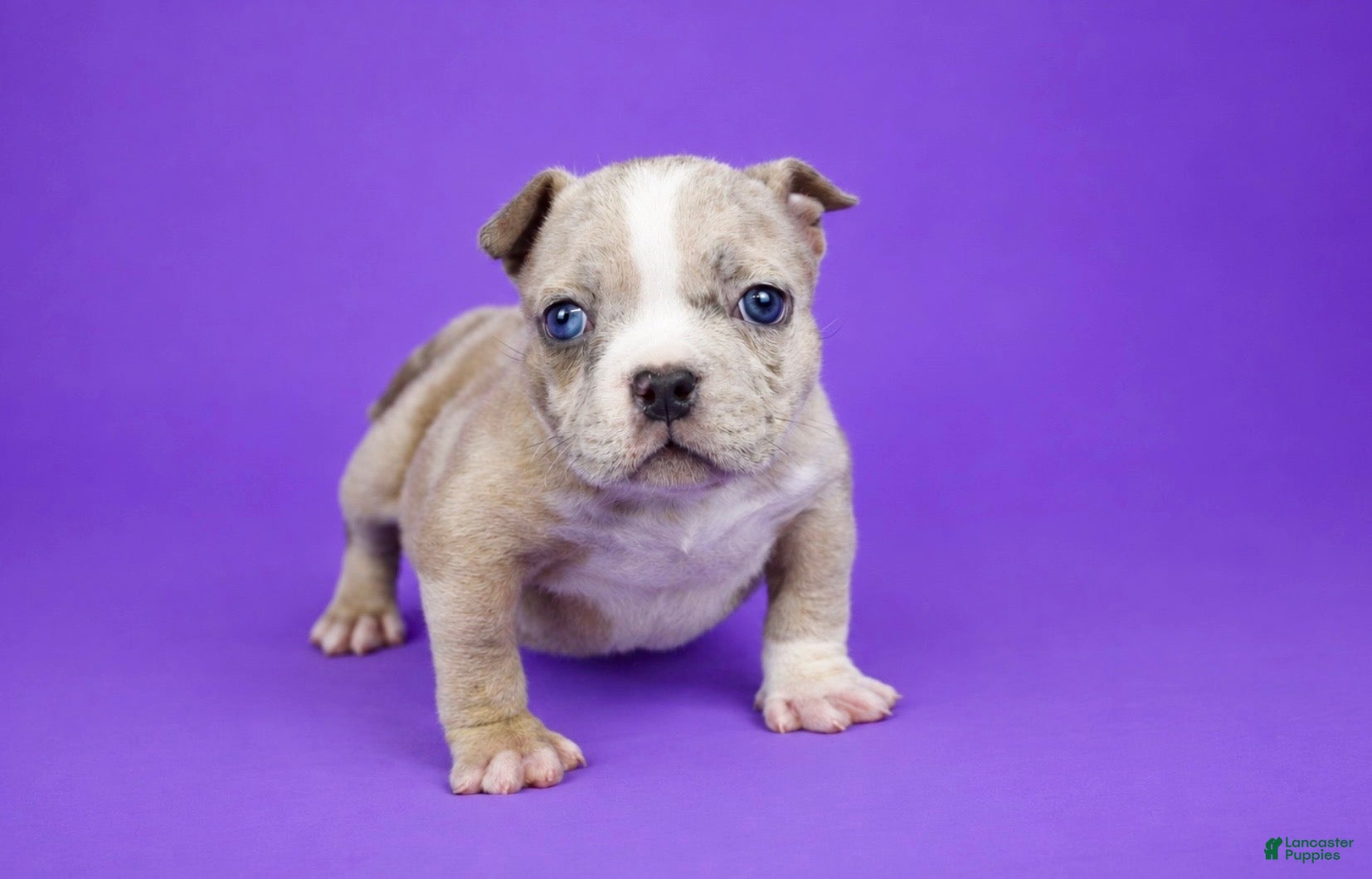 American Bully dogs for sale: Fawn Merle Female - Ad 2