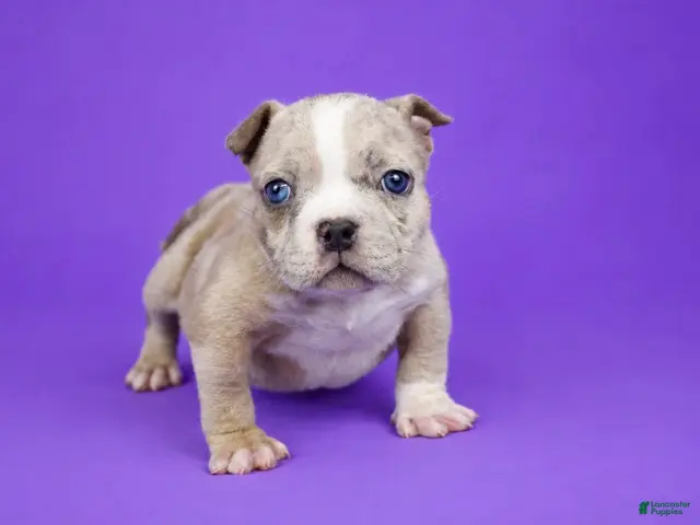 American Bully dogs for sale: Fawn Merle Female - Ad 2