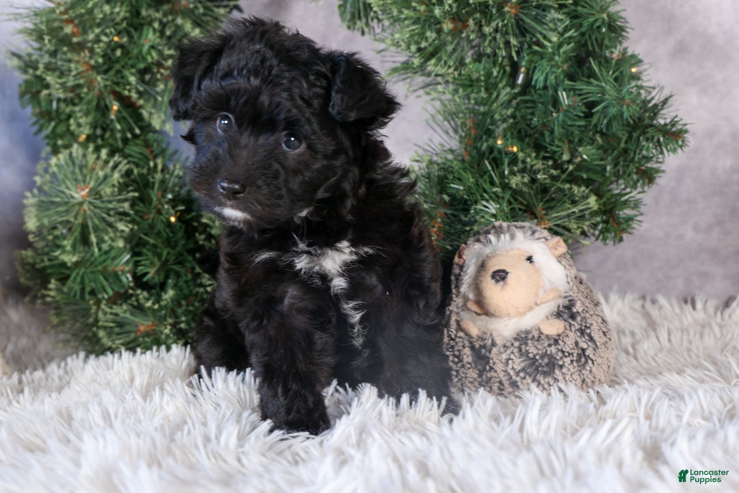 Mini Aussiedoodle dogs for sale: Kit Kat - Ad 11
