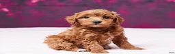 Toy Poodle dogs for sale: Angel - Ad 1