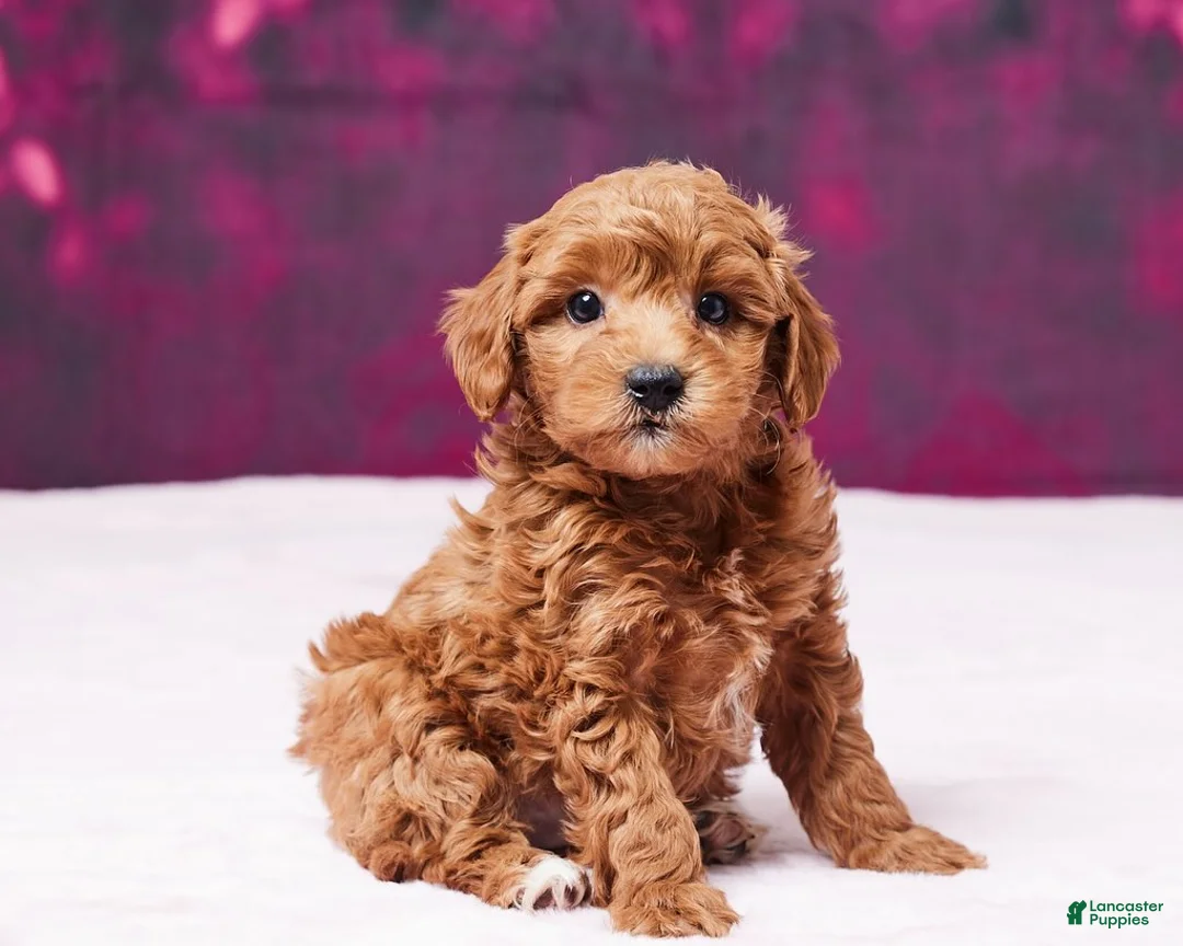 Toy Poodle dogs for sale: Angel - Ad 1