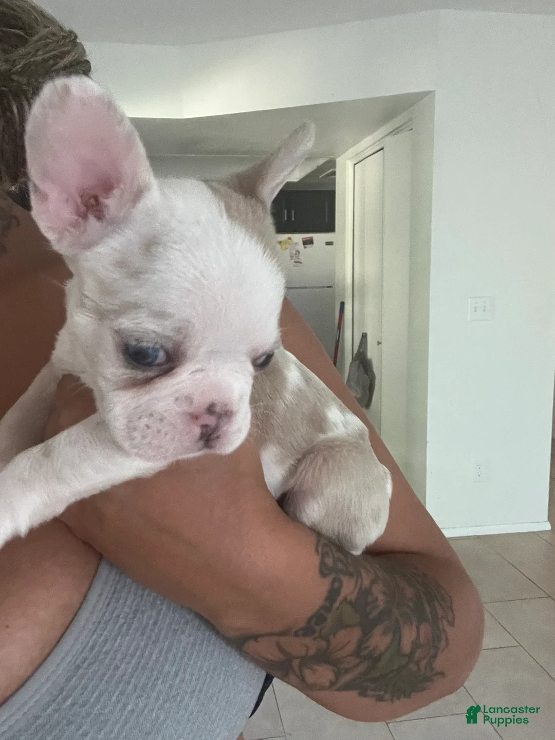 French Bulldog dogs for sale: French Bulldog 1 - Ad 2