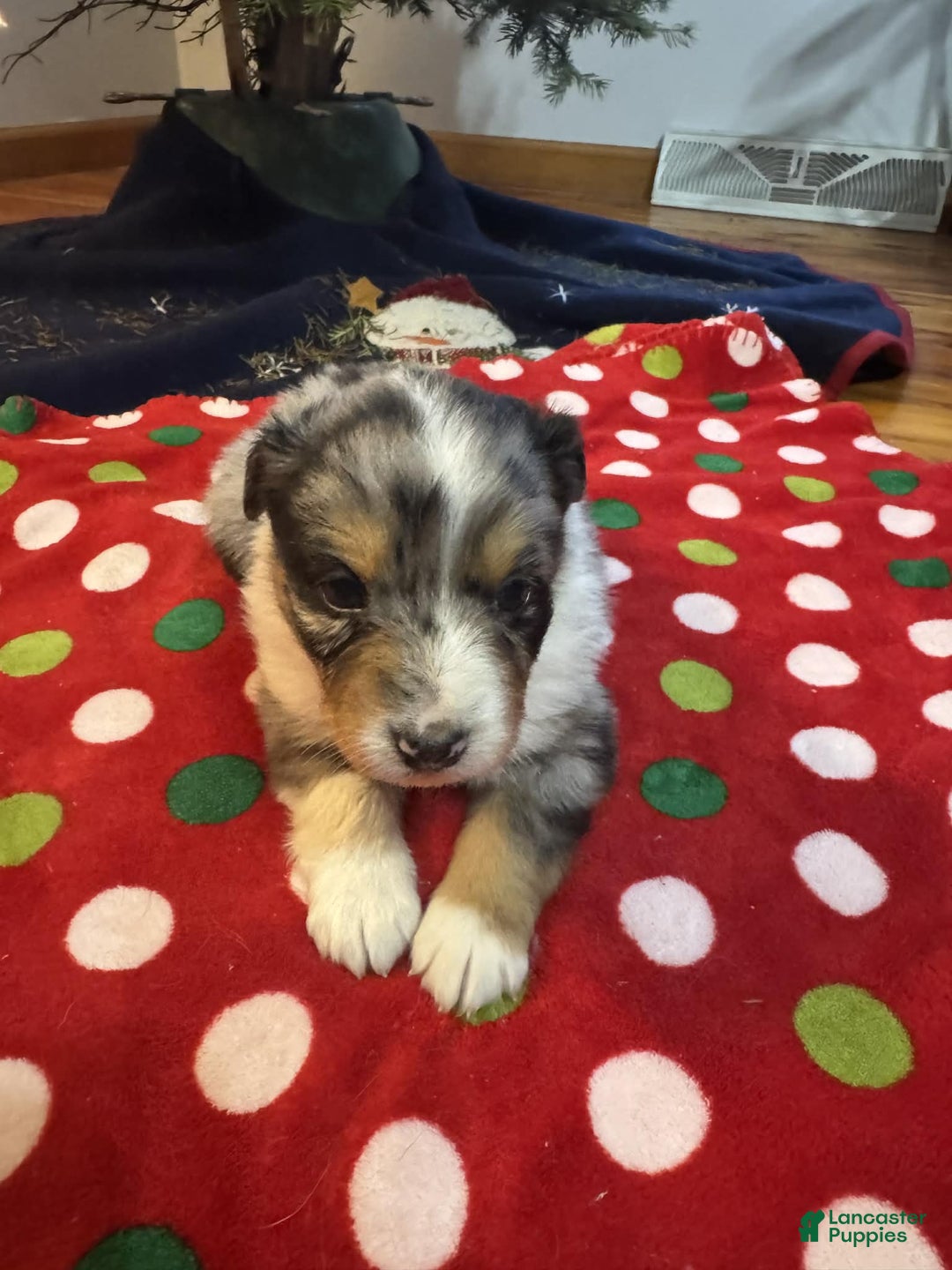 Australian Shepherd dogs for sale: Tundra - Ad 2