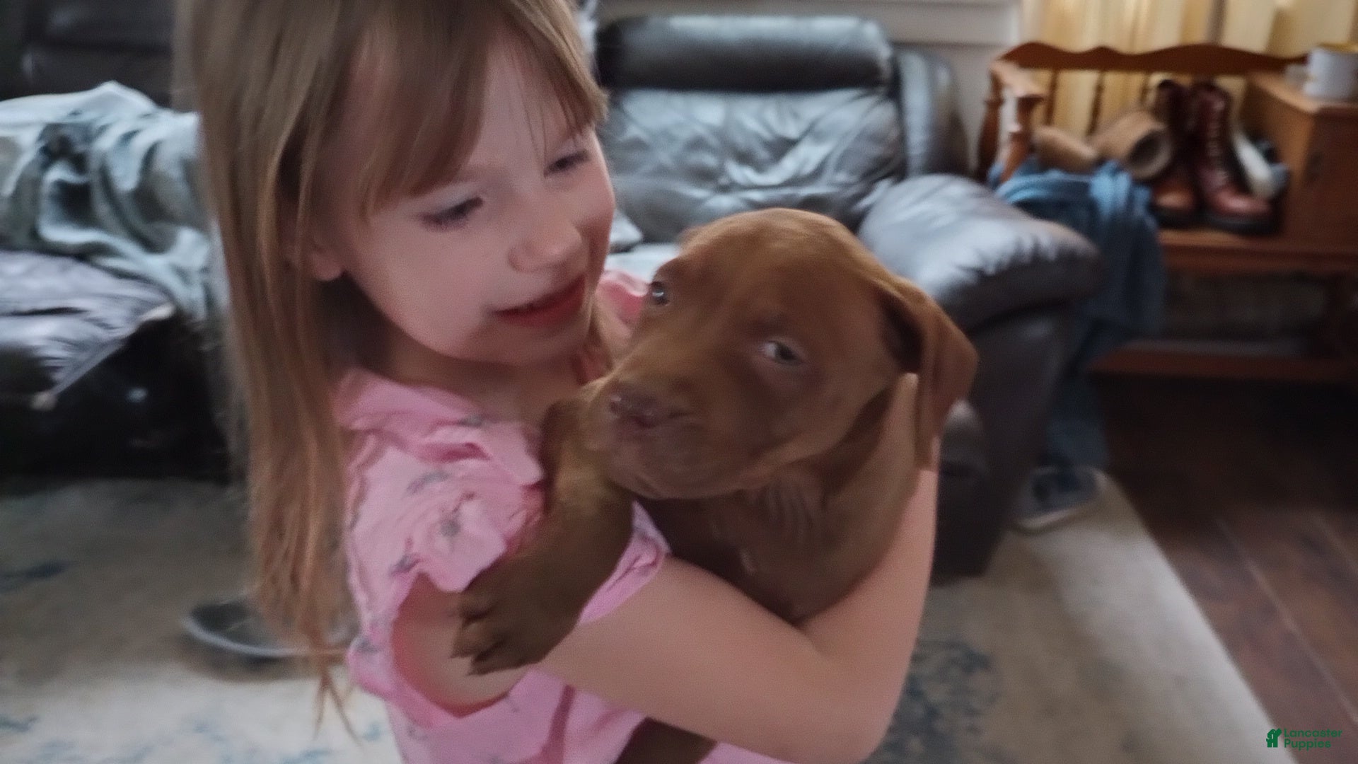 American Bully dogs Emma Bruntil - Ad 23