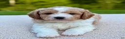 Goldendoodle dogs for sale: Buttons  - Ad 4