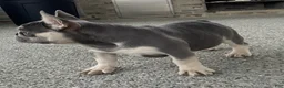 French Bulldog dogs for sale: Cade - Ad 3