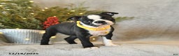 Boston Terrier dogs for sale: Sugar - Ad 4