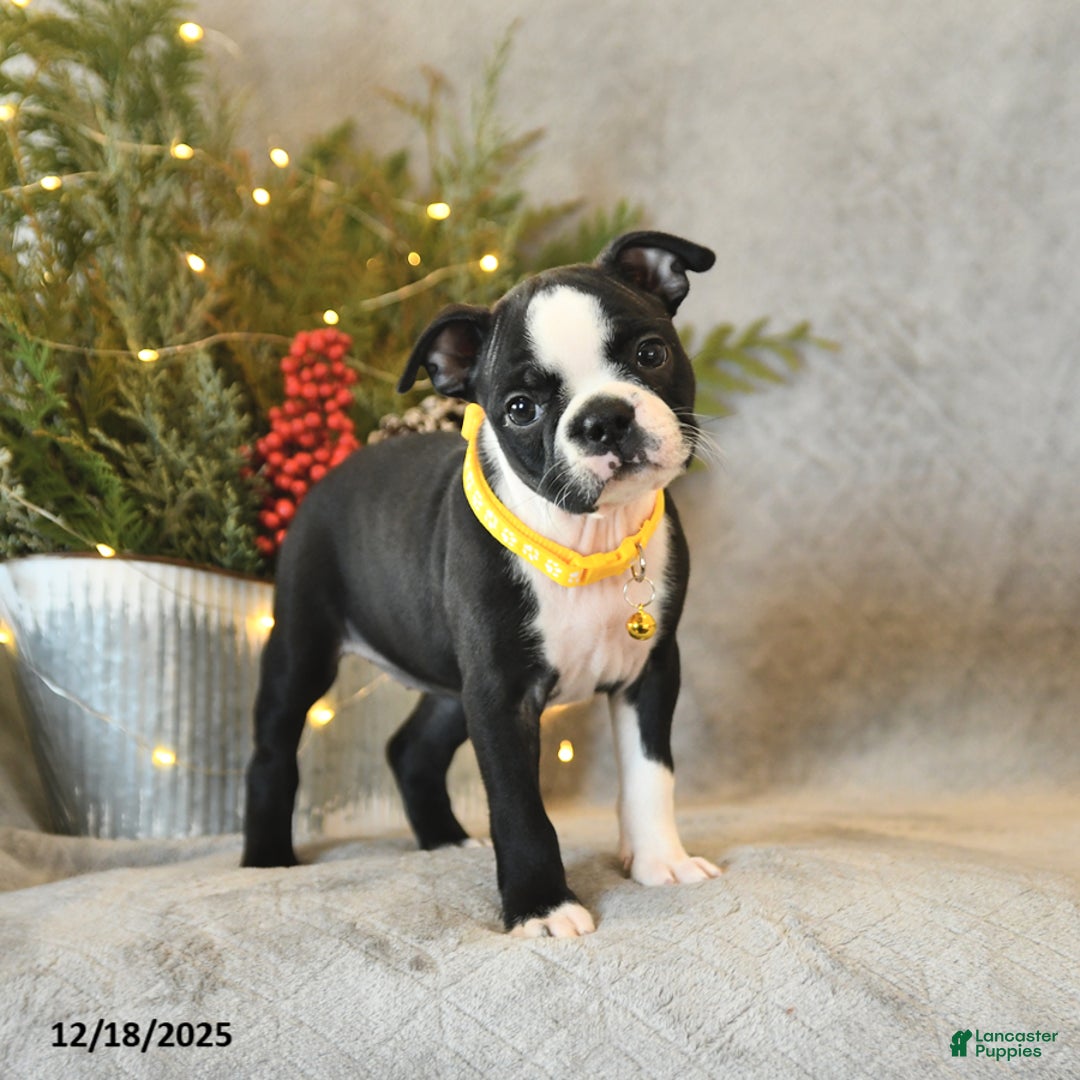 Boston Terrier dogs for sale: Sugar - Ad 4