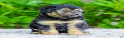 Mini Aussiedoodle dogs for sale: Waldo - Ad 3