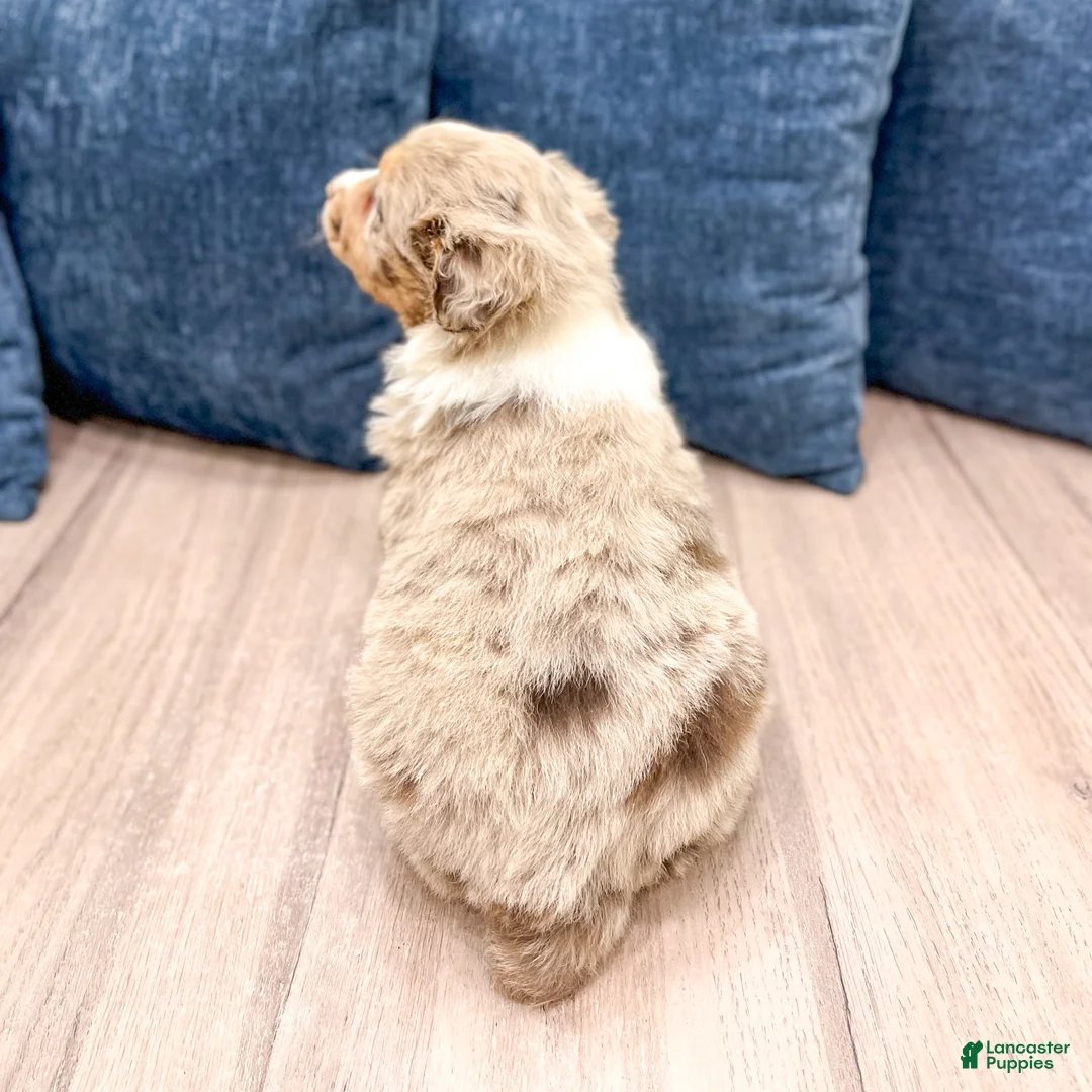 Australian Shepherd dogs for sale: Oliver - Ad 5