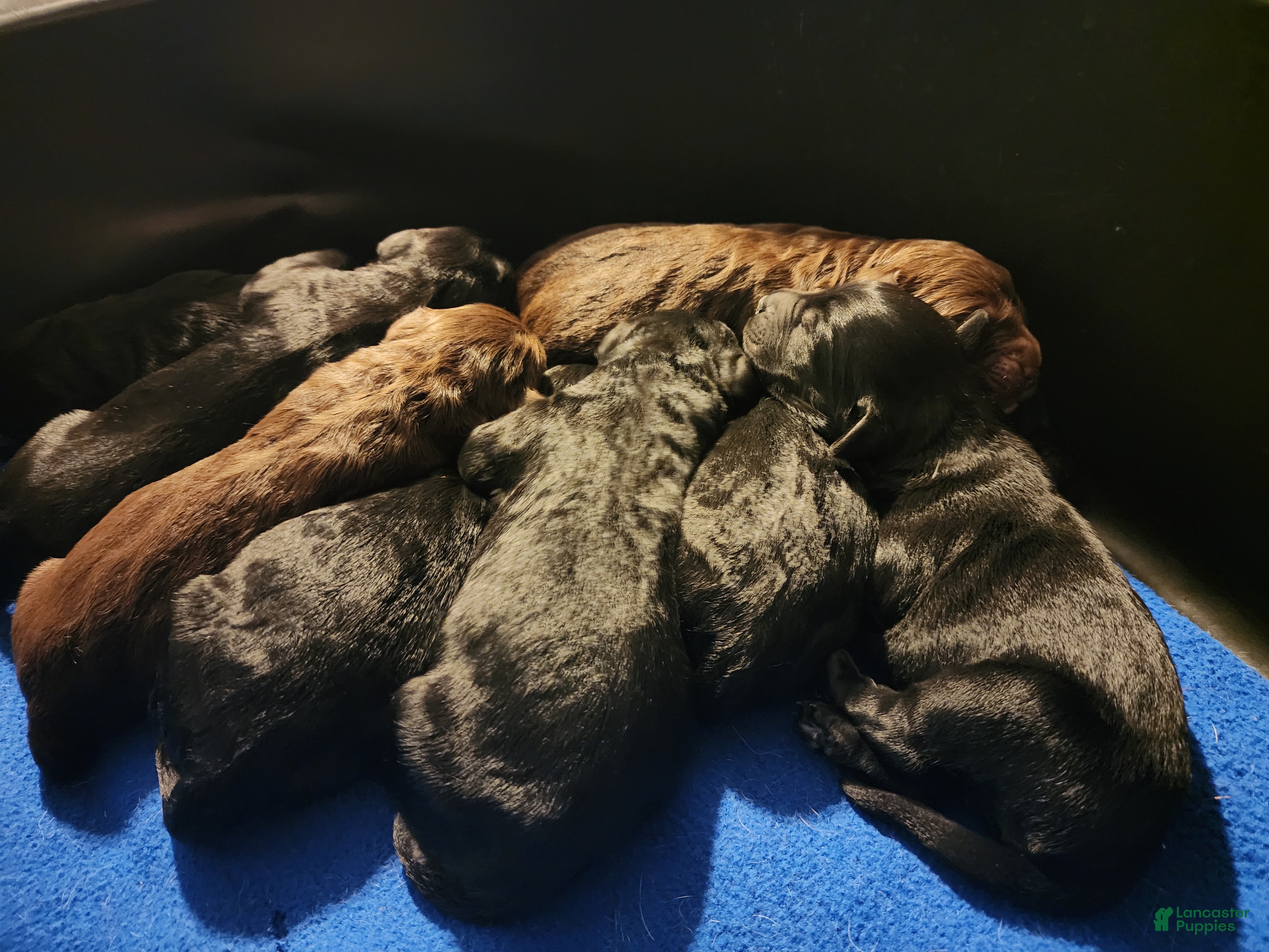 Labradoodle dogs Labradoodle 7 - Ad 1