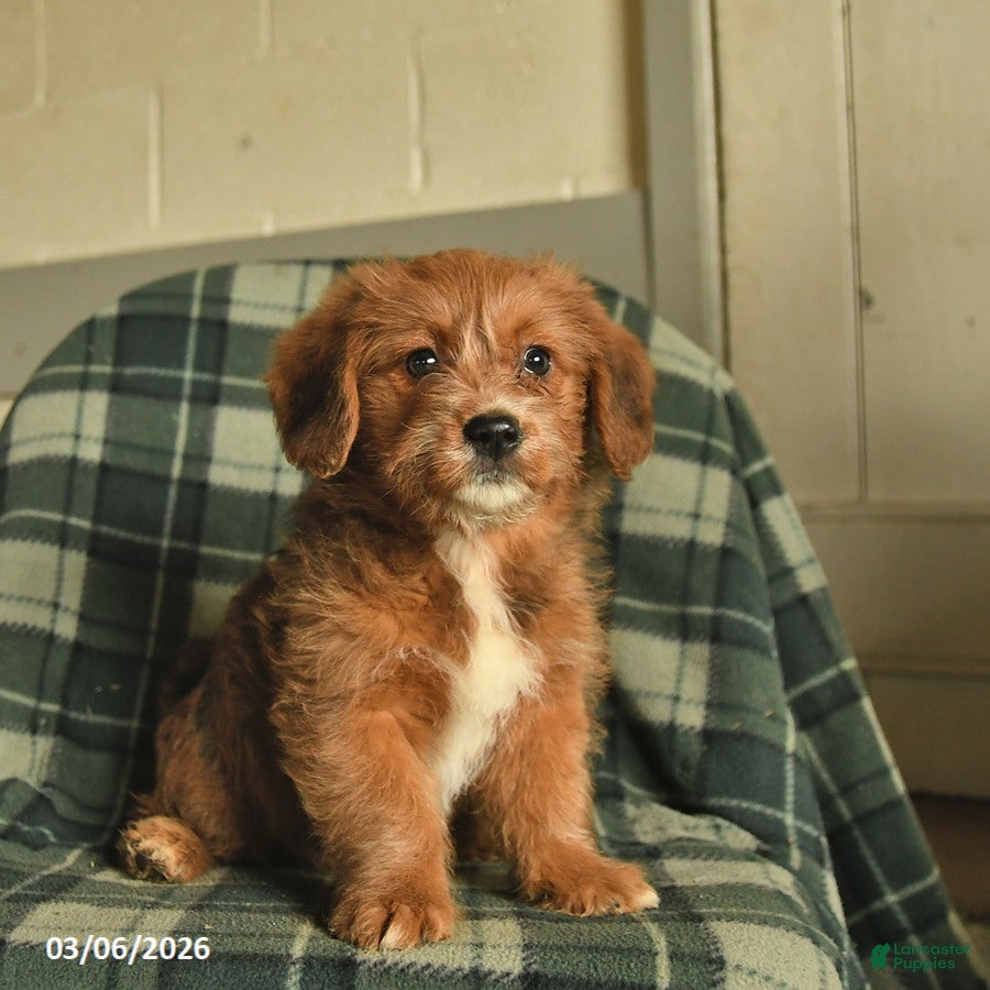 Mixed Breed dogs Duchess - Ad 2