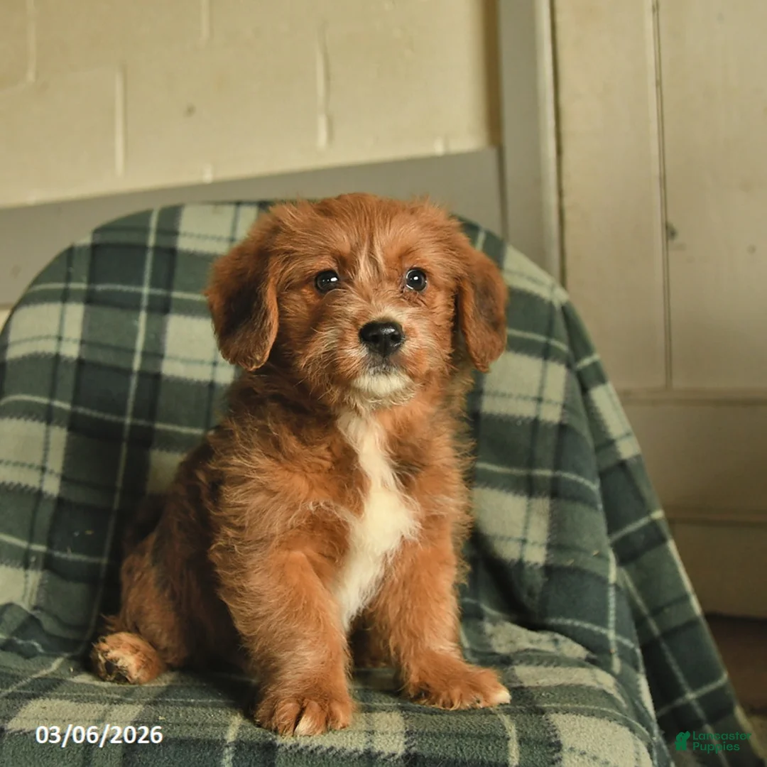 Mixed Breed dogs for sale: Duchess - Ad 2