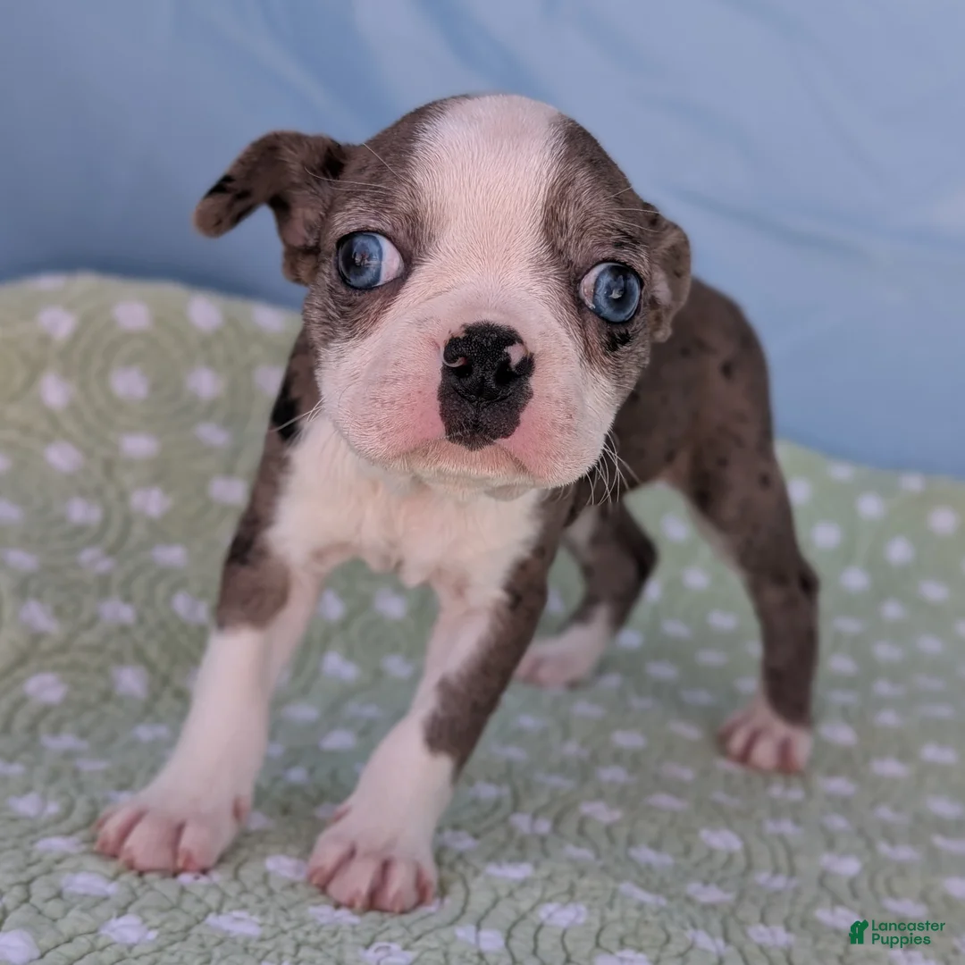 Boston Terrier dogs for sale: Mrs. Kringle - Ad 8