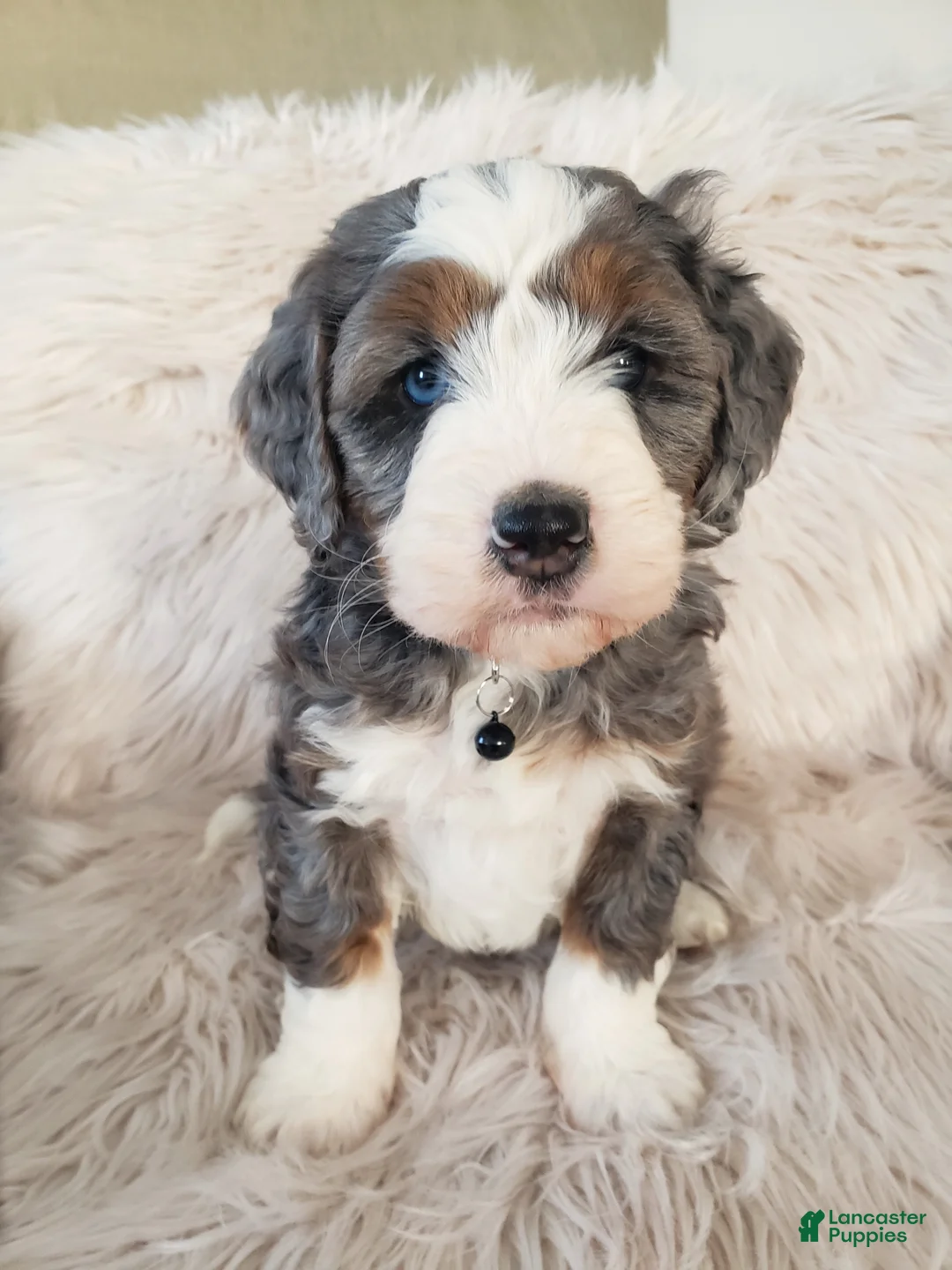 Mini Bernedoodle dogs for sale: Koda - Ad 7