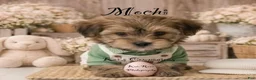 Morkie dogs for sale: Mochi [goes home trained] - Ad 3