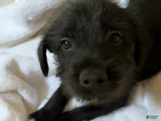 Mixed Breed dogs - Ad 17