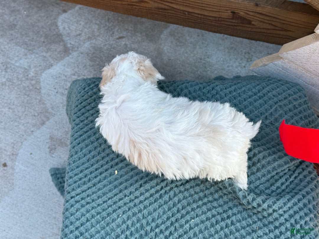 Bichpoo dogs for sale: Amaya - Ad 4