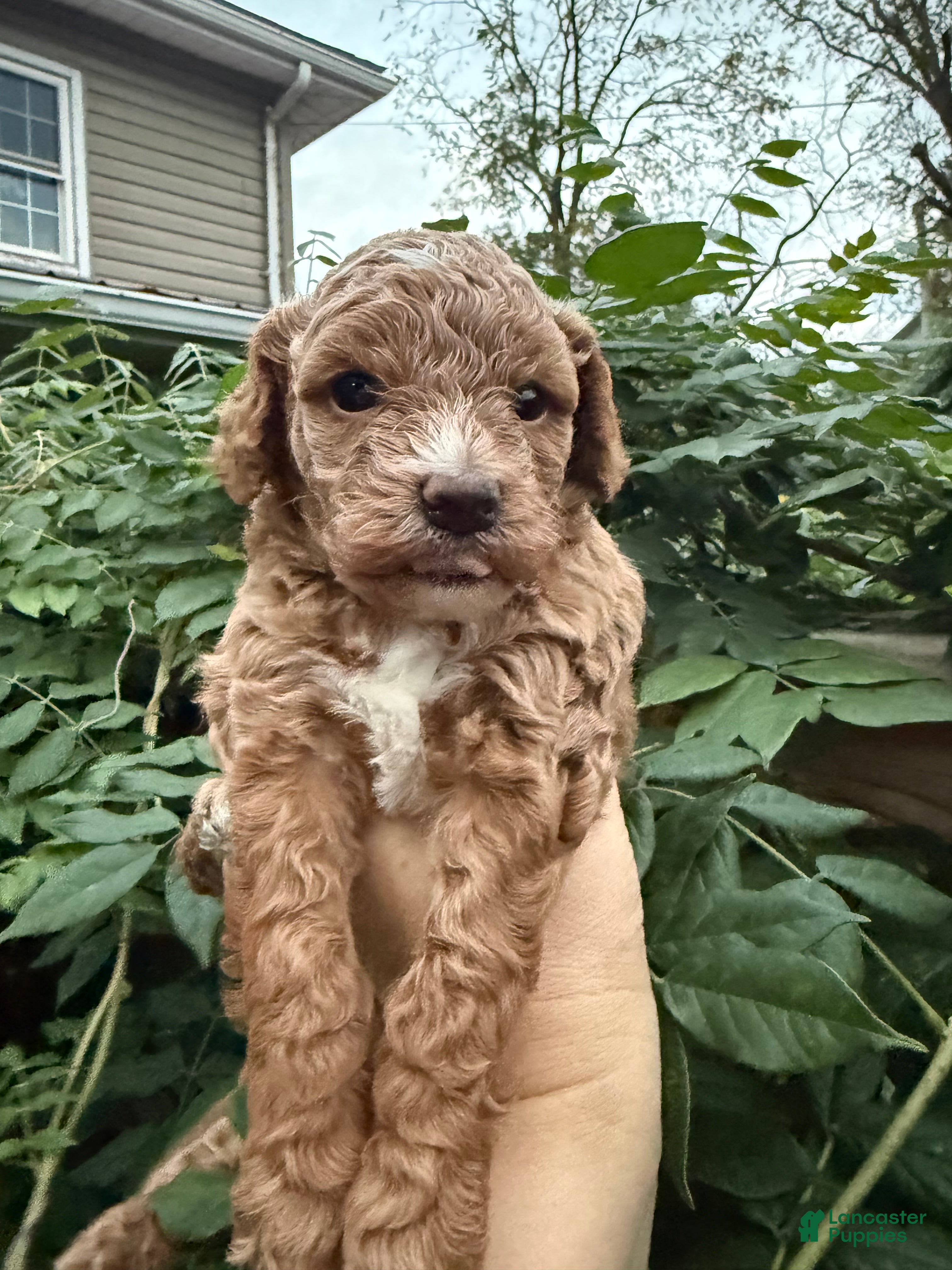 Bichpoo dogs for sale: Sunny - Ad 1