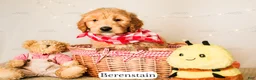 Goldendoodle dogs for sale: Berenstain - Ad 4