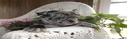 Pug dogs for sale: Pug 6 Beauty - Ad 4