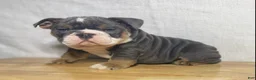 English Bulldog dogs for sale: Ranger - Ad 3