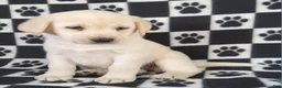 Labrador Retriever dogs for sale: Cloe - Ad 8