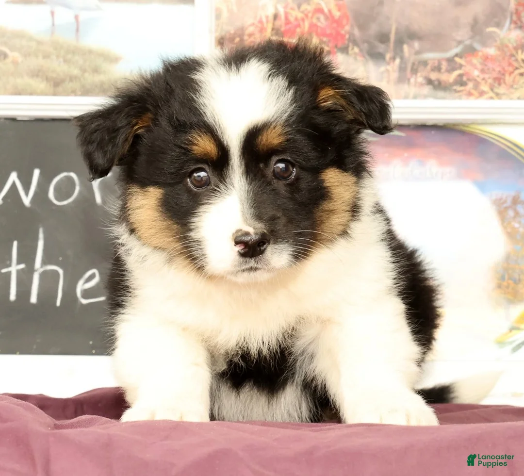 Mixed Breed dogs for sale: Travis - Ad 2