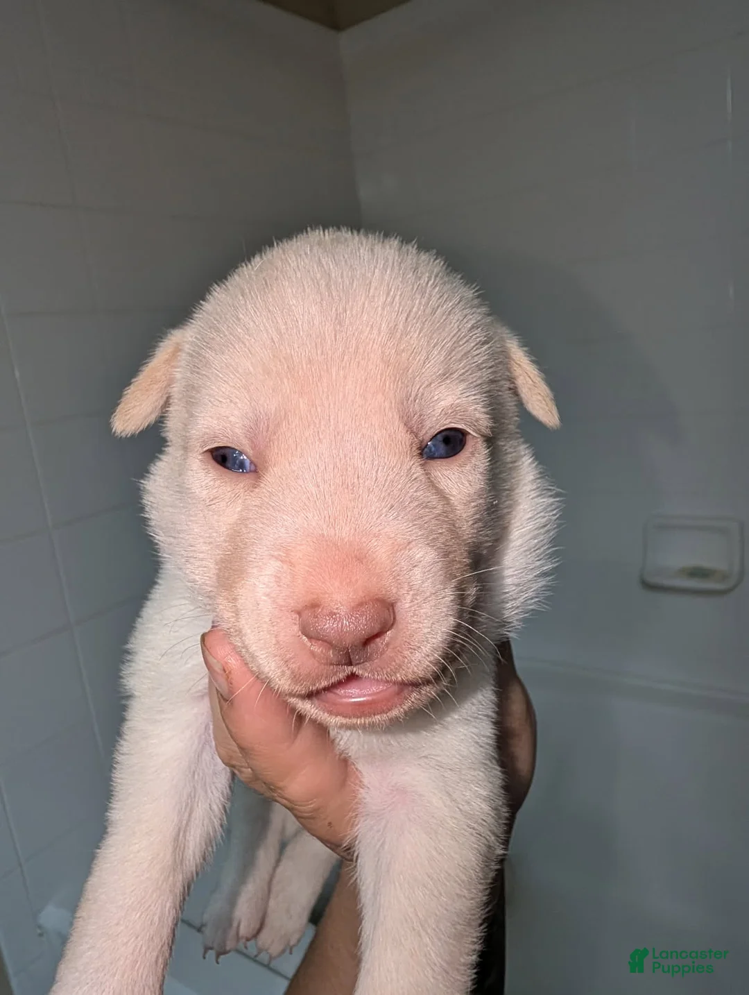Pitsky dogs for sale: Frozen - Ad 1