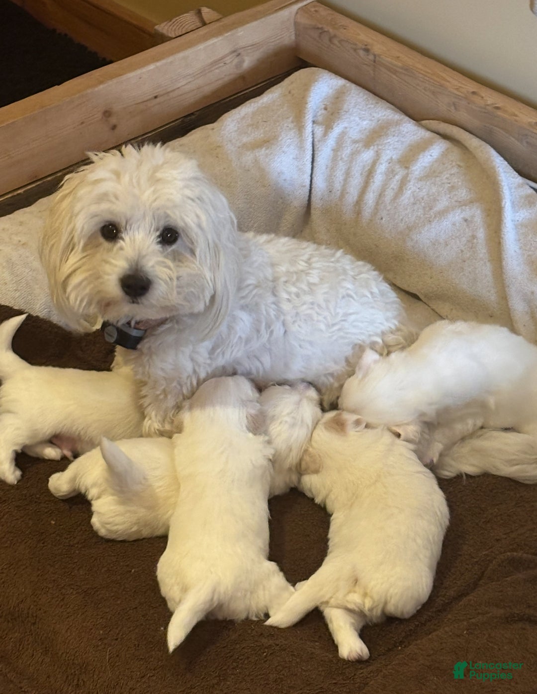 Coton De Tulear dogs for sale: Coton De Tulear Puppy 3 - Ad 4