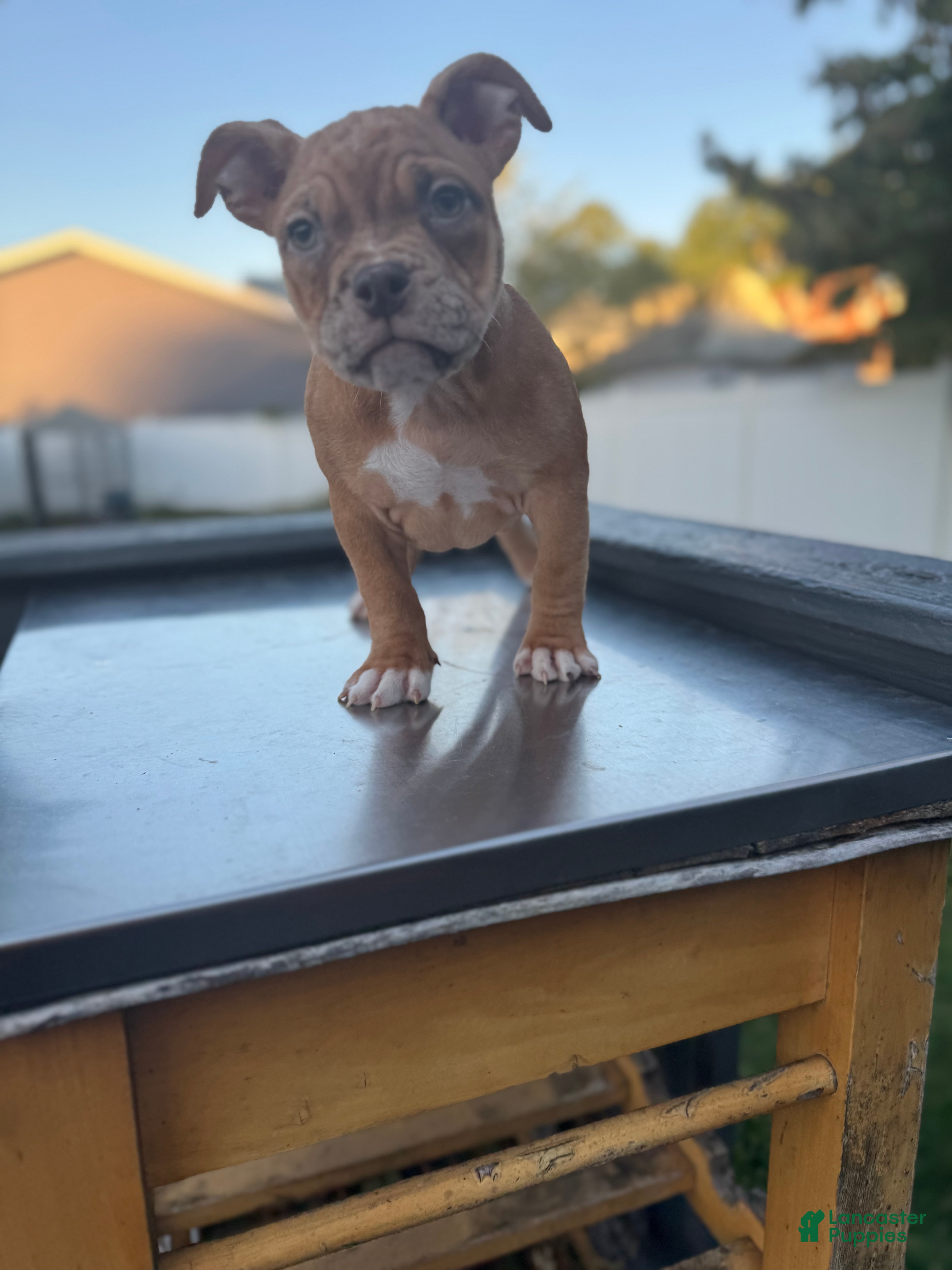 American Bully dogs Chocolate Fawn Merle - Ad 39