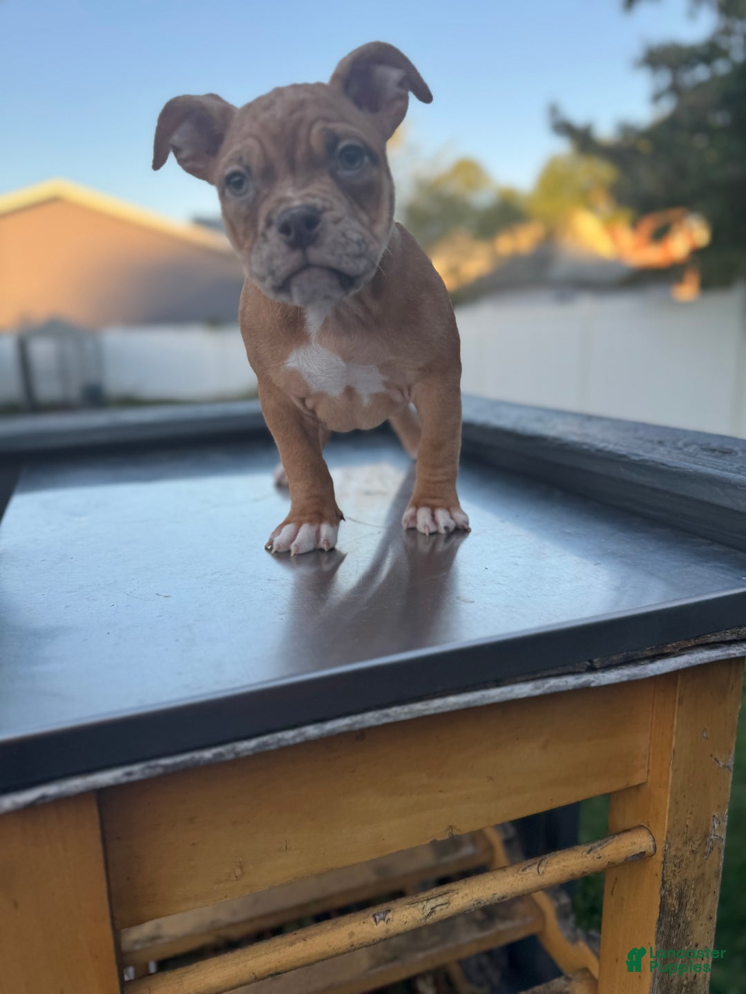 American Bully dogs for sale: Chocolate Fawn Merle - Ad 1