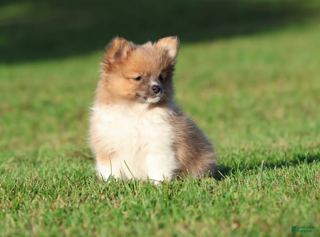 Pomeranian dogs for sale: Tiny Tim - Ad 4